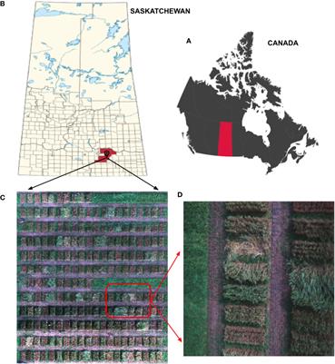 LodgeNet: an automated framework for precise detection and classification of wheat lodging severity levels in precision farming